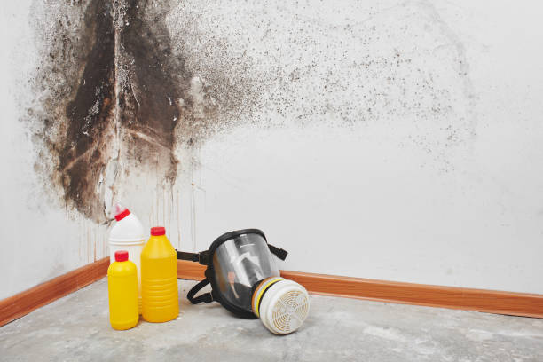 Certified Mold Removal in Oak Ridge, FL
