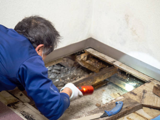 Best Fast Mold Removal  in Oak Ridge, FL