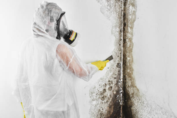 Best Emergency Mold Removal  in Oak Ridge, FL