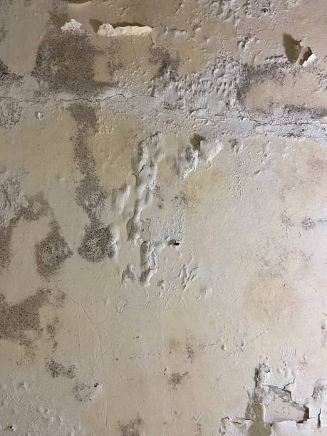 Best Mold Remediation Services  in Oak Ridge, FL