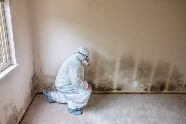 Best Mold Removal Company Near Me  in Oak Ridge, FL