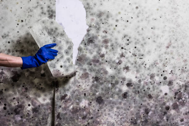 Office Mold Removal Services in Oak Ridge, FL