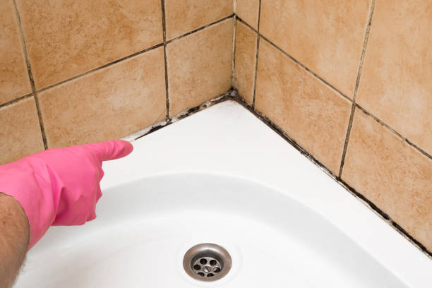 Best Mold Removal Near Me  in Oak Ridge, FL